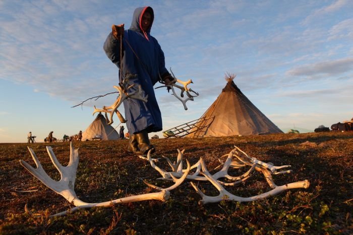 Life of Siberian reindeer herders, Yamal, Russia.