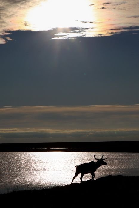 Life of Siberian reindeer herders, Yamal, Russia.