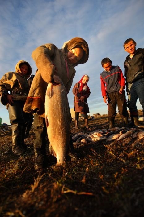 Life of Siberian reindeer herders, Yamal, Russia.