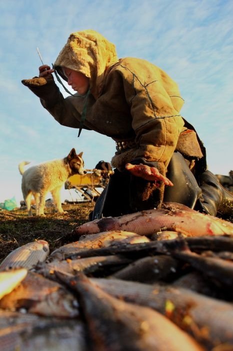 Life of Siberian reindeer herders, Yamal, Russia.