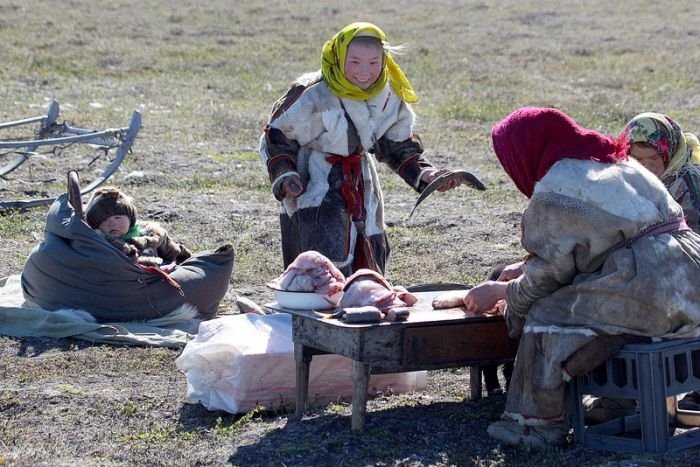 Life of Siberian reindeer herders, Yamal, Russia.