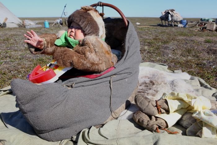 Life of Siberian reindeer herders, Yamal, Russia.