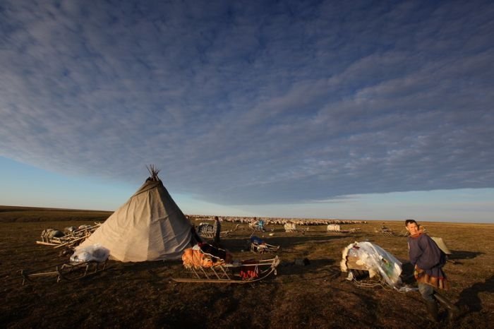 Life of Siberian reindeer herders, Yamal, Russia.