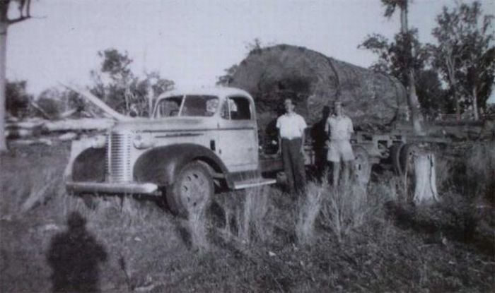 record breaking tree