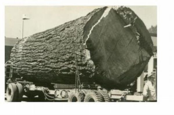record breaking tree