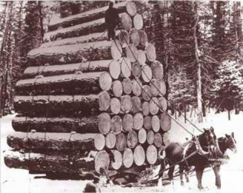 record breaking tree