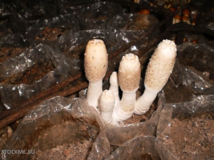 edible chinese mushrooms