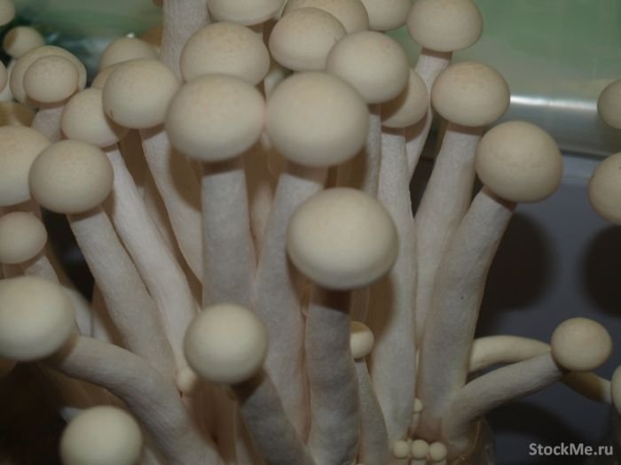 edible chinese mushrooms