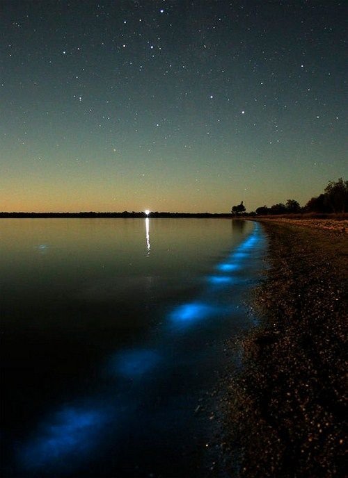 Noctiluca scintillans, Gippsland Lakes, Vistoria, Australia