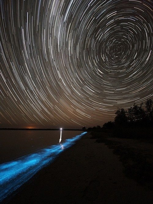 Noctiluca scintillans, Gippsland Lakes, Vistoria, Australia