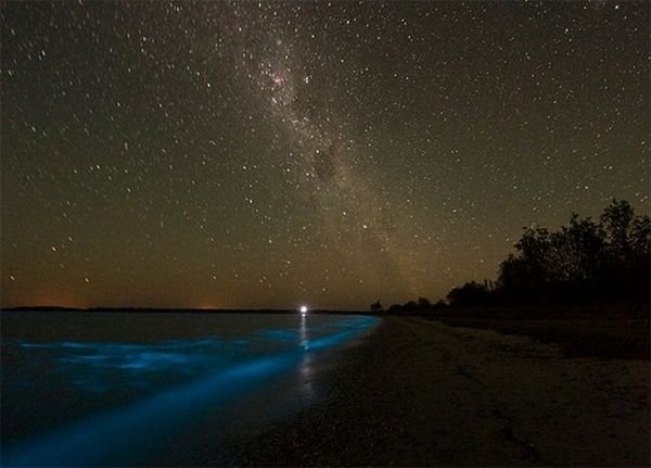 Noctiluca scintillans, Gippsland Lakes, Vistoria, Australia