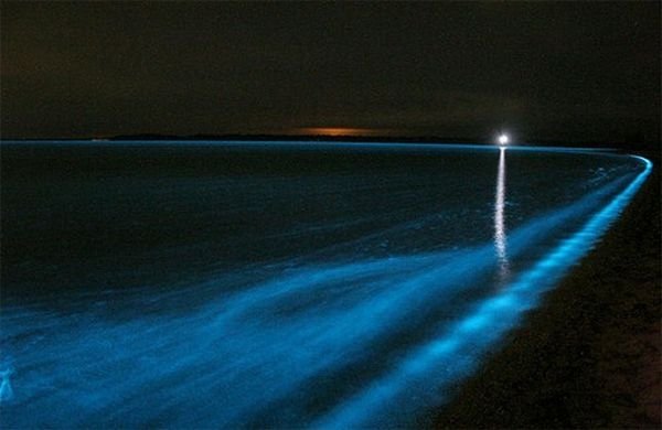 Noctiluca scintillans, Gippsland Lakes, Vistoria, Australia