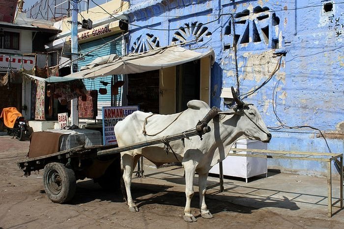 Blue City, Jodhpur, Rajasthan, India