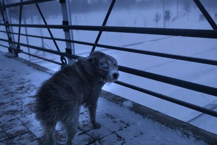 2011 Groundhog Day Blizzard, North America