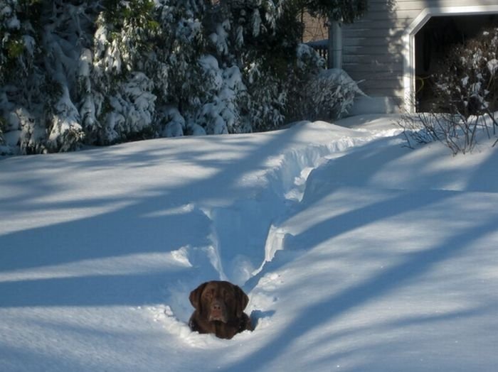 2011 Groundhog Day Blizzard, North America