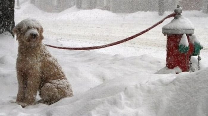 2011 Groundhog Day Blizzard, North America