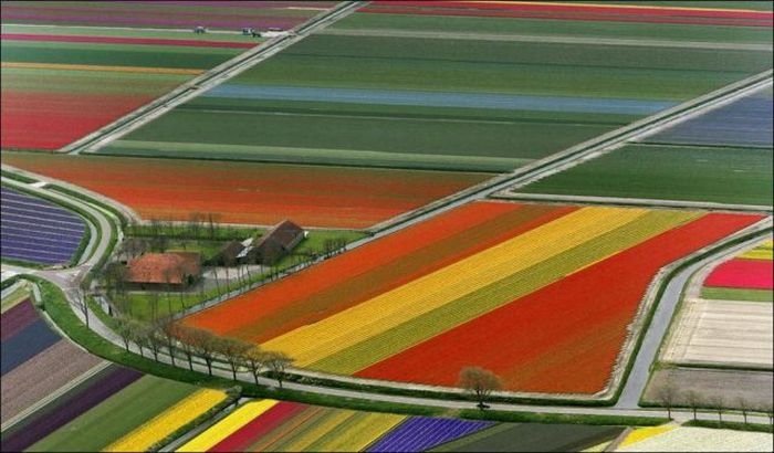 Tulip fields, Keukenhof, The Netherlands