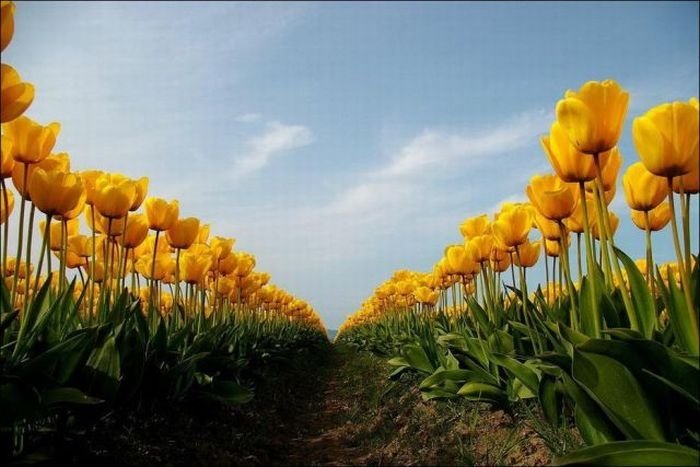 Tulip fields, Keukenhof, The Netherlands