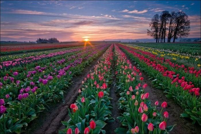 Tulip fields, Keukenhof, The Netherlands