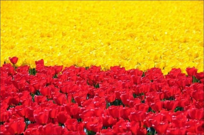 Tulip fields, Keukenhof, The Netherlands