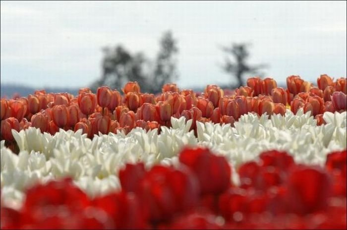 Tulip fields, Keukenhof, The Netherlands