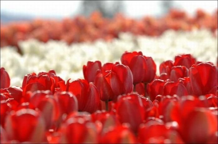 Tulip fields, Keukenhof, The Netherlands