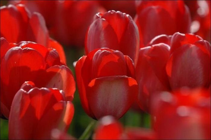 Tulip fields, Keukenhof, The Netherlands