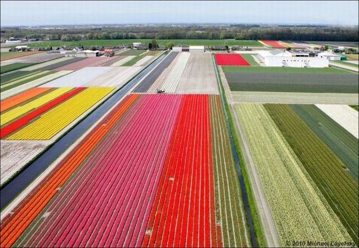 Tulip fields, Keukenhof, The Netherlands