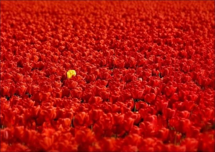 Tulip fields, Keukenhof, The Netherlands