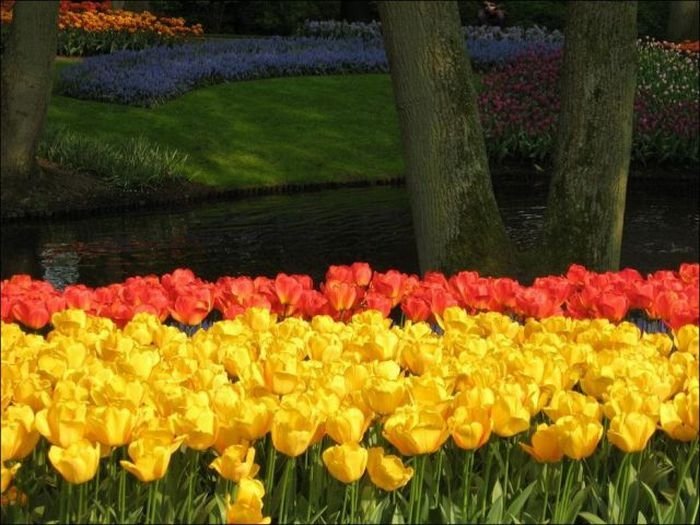 Tulip fields, Keukenhof, The Netherlands