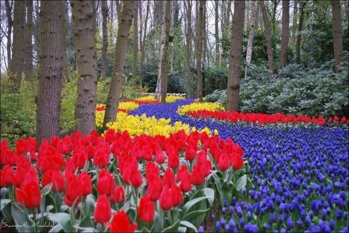 Tulip fields, Keukenhof, The Netherlands