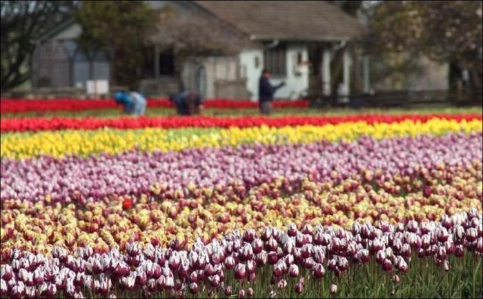 Tulip fields, Keukenhof, The Netherlands