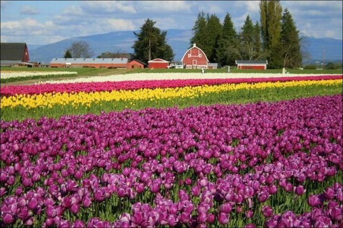 Tulip fields, Keukenhof, The Netherlands