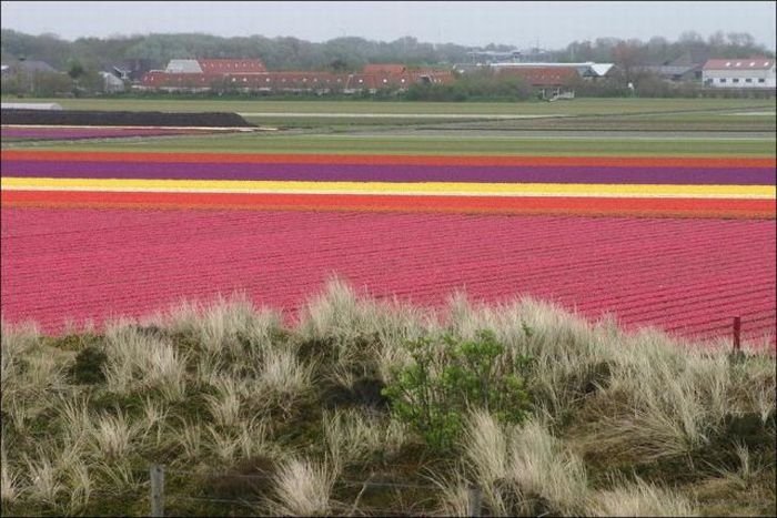 Tulip fields, Keukenhof, The Netherlands