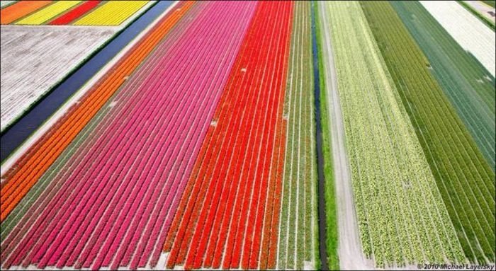 Tulip fields, Keukenhof, The Netherlands