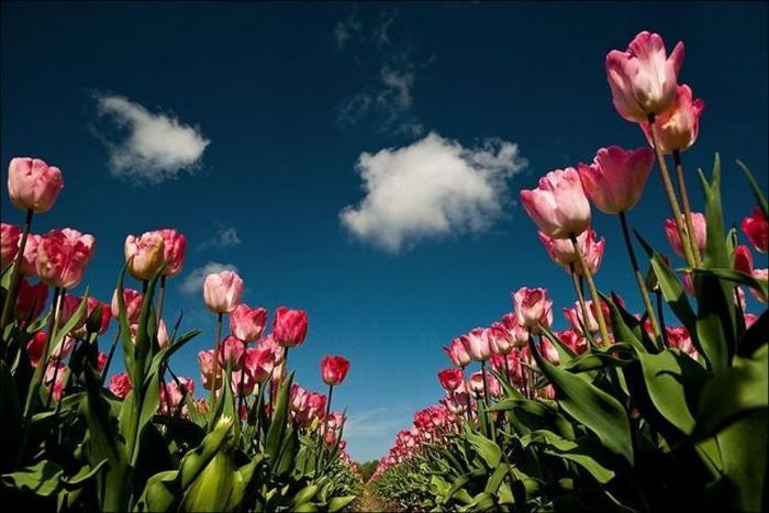 Tulip fields, Keukenhof, The Netherlands