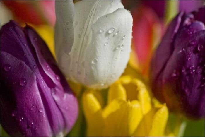 Tulip fields, Keukenhof, The Netherlands