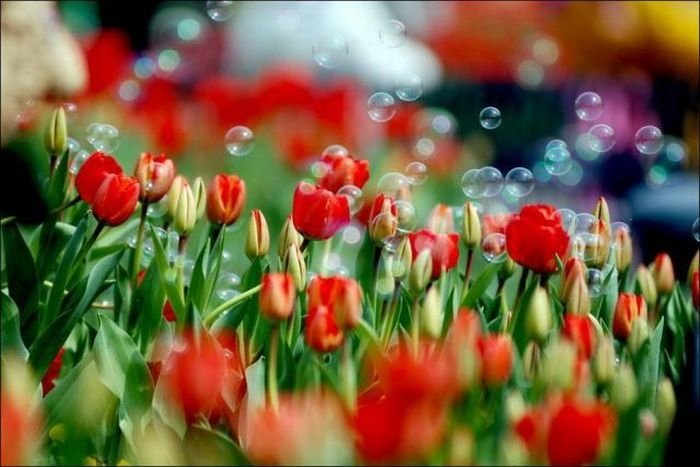 Tulip fields, Keukenhof, The Netherlands