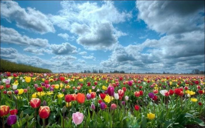 Tulip fields, Keukenhof, The Netherlands