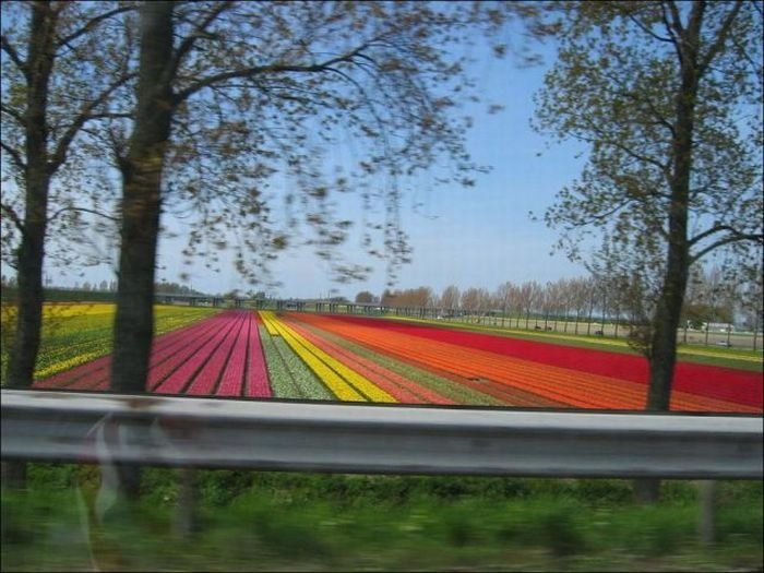 Tulip fields, Keukenhof, The Netherlands