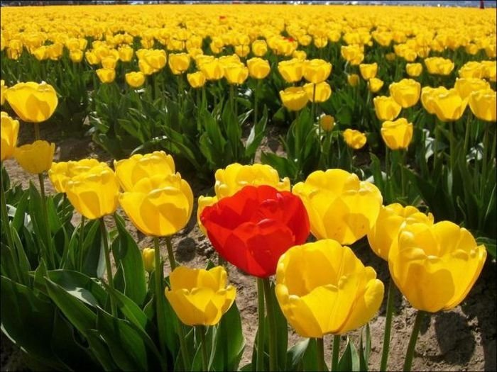 Tulip fields, Keukenhof, The Netherlands