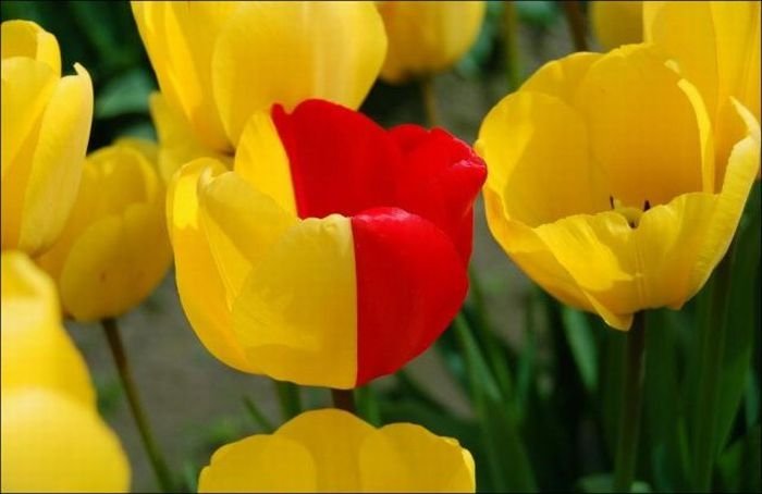 Tulip fields, Keukenhof, The Netherlands