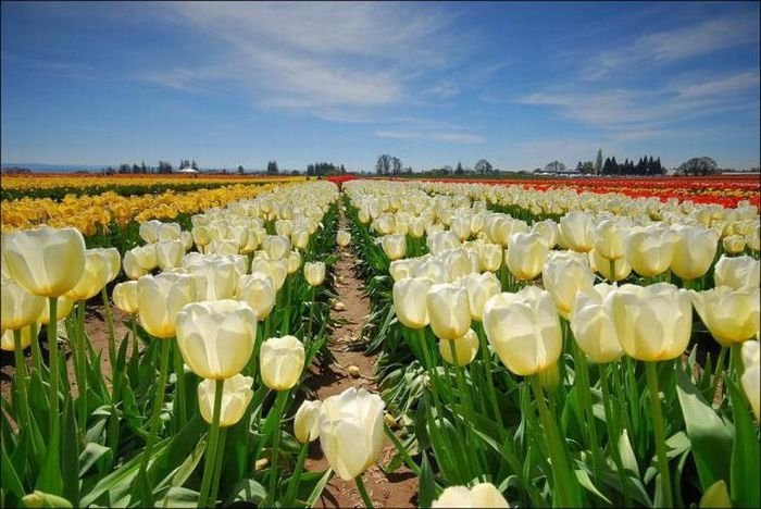 Tulip fields, Keukenhof, The Netherlands