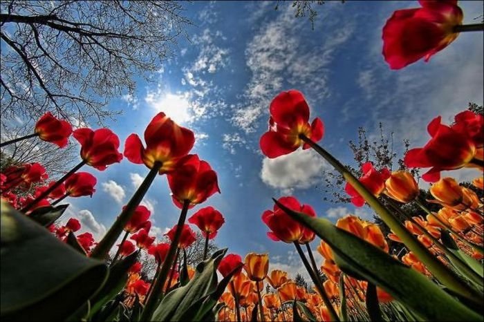 Tulip fields, Keukenhof, The Netherlands