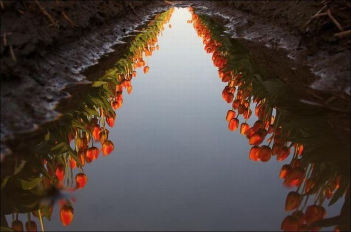 Tulip fields, Keukenhof, The Netherlands