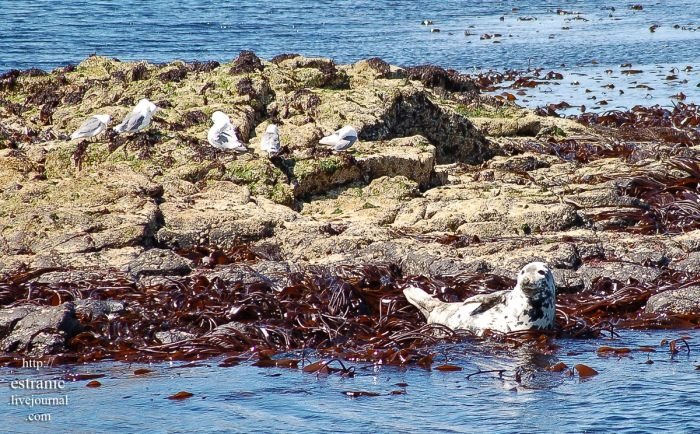 Staffa, island of the Inner Hebrides in Argyll and Bute, Scotland