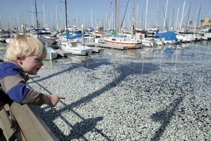 Millions of dead fish, King Harbor, Redondo Beach, California, United States