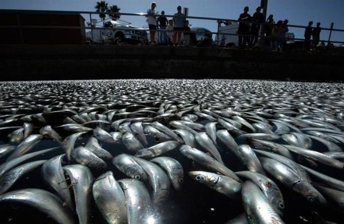 Millions of dead fish, King Harbor, Redondo Beach, California, United States