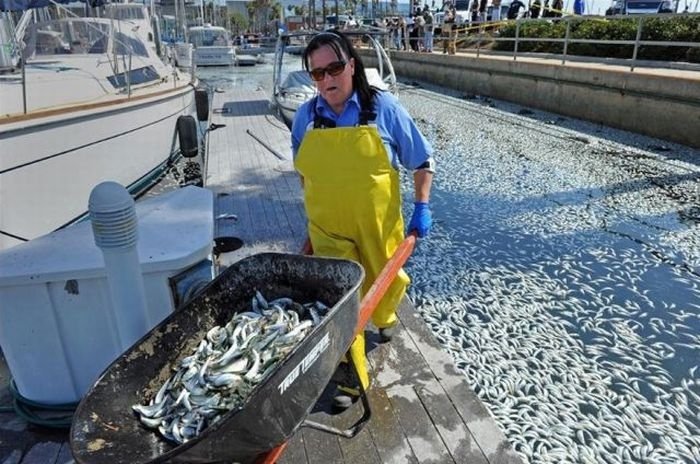 Millions of dead fish, King Harbor, Redondo Beach, California, United States