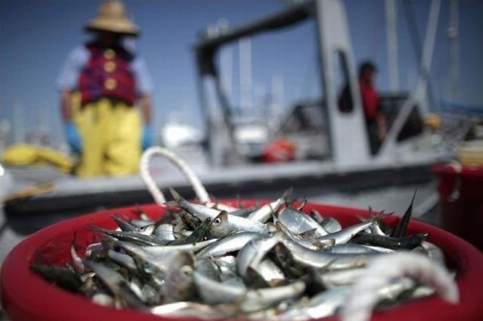 Millions of dead fish, King Harbor, Redondo Beach, California, United States